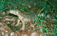 Varanus albigularis - White-throated monitor