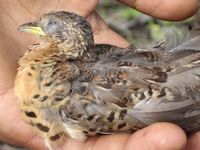 Red-backed Buttonquail - Turnix maculosus