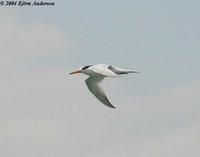 Chinese Crested Tern - Sterna bernsteini