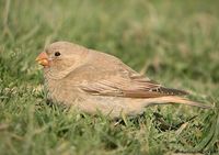 Trumpeter Finch - Bucanetes githagineus