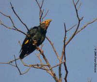 Golden-crested Myna - Ampeliceps coronatus