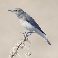 Variable Wheatear - Oenanthe picata