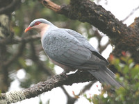 Seram Mountain Pigeon - Gymnophaps stalkeri