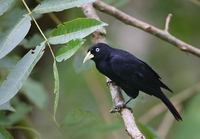 Scarlet-rumped Cacique (Cacicus uropygialis) photo