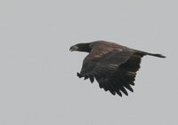 Bald Eagle - Haliaeetus leucocephalus