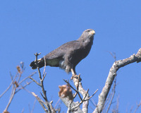 Banded Snake-Eagle - Circaetus cinerascens