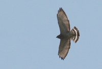 Broad-winged Hawk - Buteo platypterus