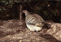 Malleefowl - Leipoa ocellata