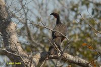 Chestnut-bellied Guan - Penelope ochrogaster