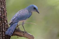 Mexican Jay (Aphelocoma ultramarina) photo