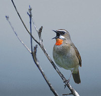 Siberian Rubythroat (Luscinia calliope) photo