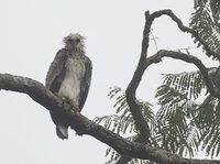 Harpy Eagle (Harpia harpyja) photo