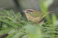 Three-striped Warbler (Basileuterus tristriatus) photo