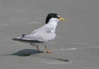 Least Tern - Sterna antillarum