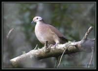 Lined Quail-Dove - Geotrygon linearis