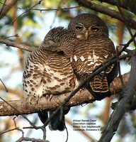 African Barred Owlet - Glaucidium capense