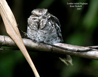 Ladder-tailed Nightjar - Hydropsalis climacocerca