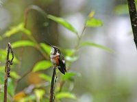 White-bellied Woodstar - Chaetocercus mulsant