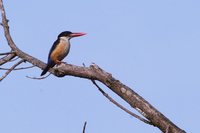 Black-capped Kingfisher - Halcyon pileata