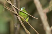 Opal-crowned Manakin - Lepidothrix iris