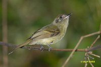 Sepia-capped Flycatcher - Leptopogon amaurocephalus