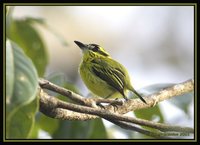 Yellow-browed Tody-Flycatcher - Todirostrum chrysocrotaphum