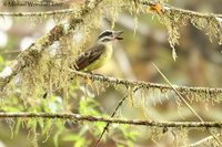 Golden-crowned Flycatcher - Myiodynastes chrysocephalus