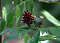 Spectacled Bulbul - Pycnonotus erythropthalmos