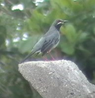 Red-legged Thrush - Turdus plumbeus