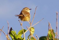 Tawny-flanked Prinia - Prinia subflava