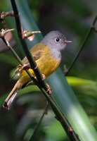 Gray-headed Canary-flycatcher - Culicicapa ceylonensis