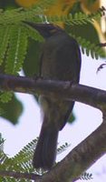 Wattled Honeyeater - Foulehaio carunculata