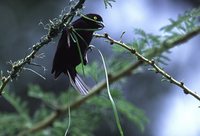 Vieillot's Weaver - Ploceus nigerrimus