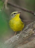 Golden-crowned Warbler - Basileuterus culicivorus