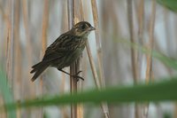 Seaside Sparrow - Ammodramus maritimus