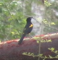 Greater Antillean Oriole - Icterus dominicensis