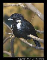 Helmeted myna - Basilornis galeatus