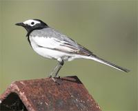 Masked Wagtail