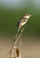 *NEW* Strange-tailed Tyrant (female)