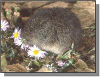 Prairie Vole