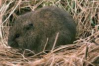 The Meadow Vole, or          