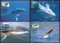 Australia Whales Down Under Set of 4 official Maxicards