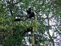 Guereza Colobus (Guereza) - Colobus guereza