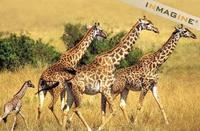 Giraffe herd (Giraffa camelopardalis) photo