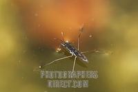 Common pond skater ( Gerris lacustris ) , Germany stock photo