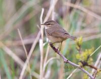 Dusky warbler C20D 03701.jpg