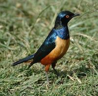 Hildebrandt's Starling p.500