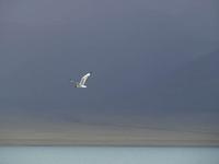 Pallas's gull Larus ichthyaetus