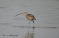 Australian Curlew Numenius madagascariensis 알락꼬리마도요