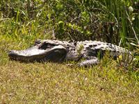 American Alligator